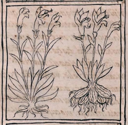 Florentino XI 195v, cuauhiztexochitl, tzacuxochitl