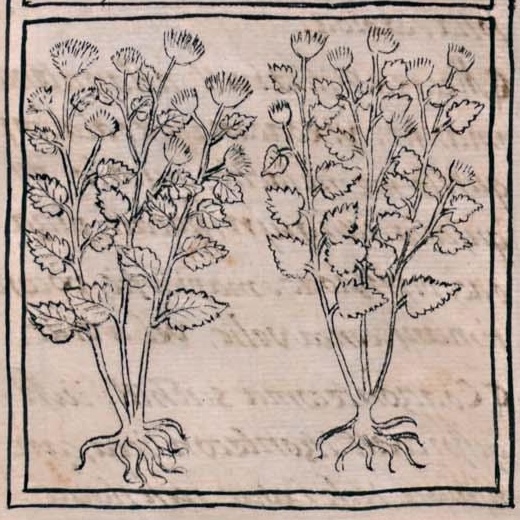 Florentino XI 195v, chihuixochitl, tlapalihuixochitl