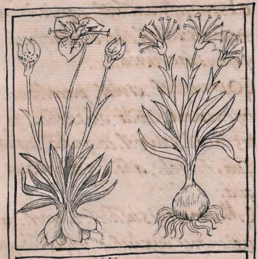 Florentino XI 196v, oceloxochitl, cuatzalxochitl