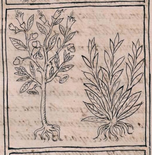 Florentino XI 196v, poyomaxochitl, tlapalpoyomaxochitl