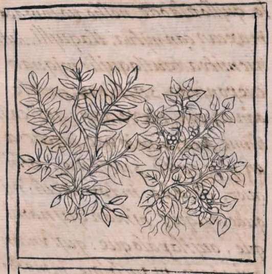 Florentino XI 197v, ocoxochitl, quetzalocoxochitl