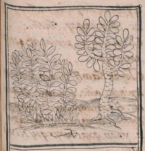Florentino XI 202r, texiyotl, atzomiyatl