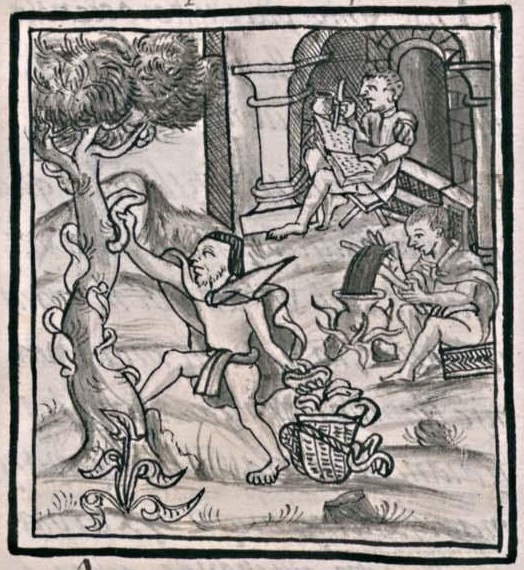 Florentino XI 218v, nacazcolotl