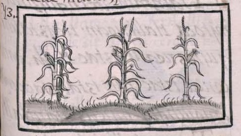 Florentino XI 229r, chiyauhtlalli