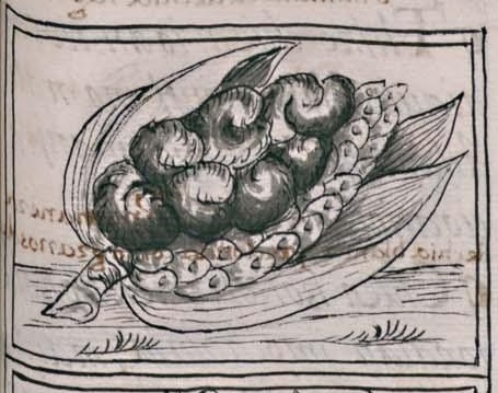Florentino XI 251r, cintli