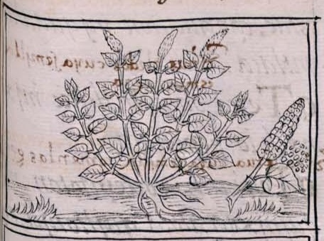 Florentino XI 252r, huauhtli