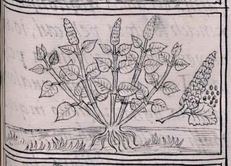 Florentino XI 252r, huauhtli