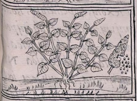 Florentino XI 252r, huauhtli