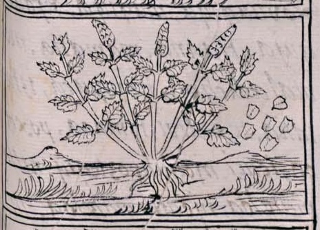 Florentino XI 252r, huauhtli