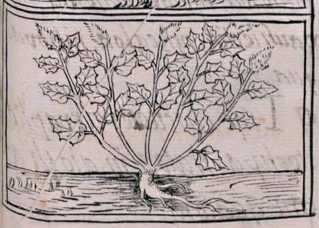 Florentino XI 252r, huauhtli