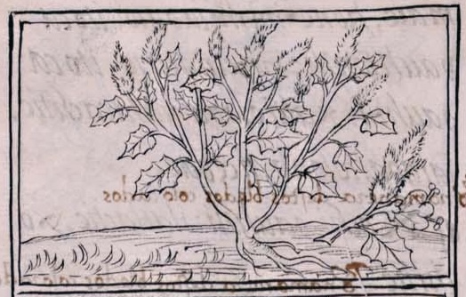 Florentino XI 252v, xochihuauhtli