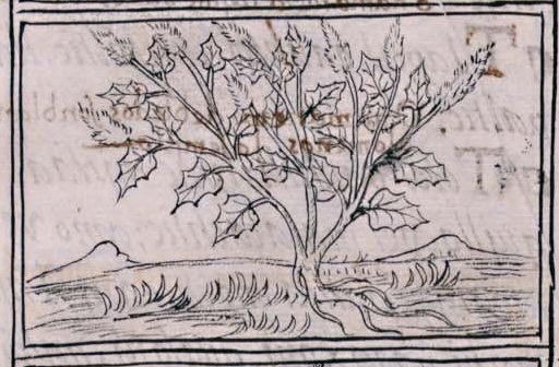 Florentino XI 252v, huauhtli