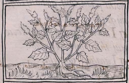Florentino XI 252v, huauhtli