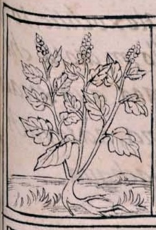 Florentino XI 253r, huauhtli