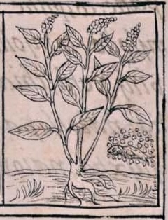 Florentino XI 253r, michhuauhtli