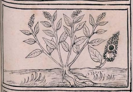 Florentino XI 253r, tezcahuauhtli
