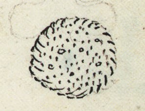 Matritense P I 283r, cepayahuitl