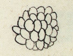 Matritense P I 283r, tecihuitl