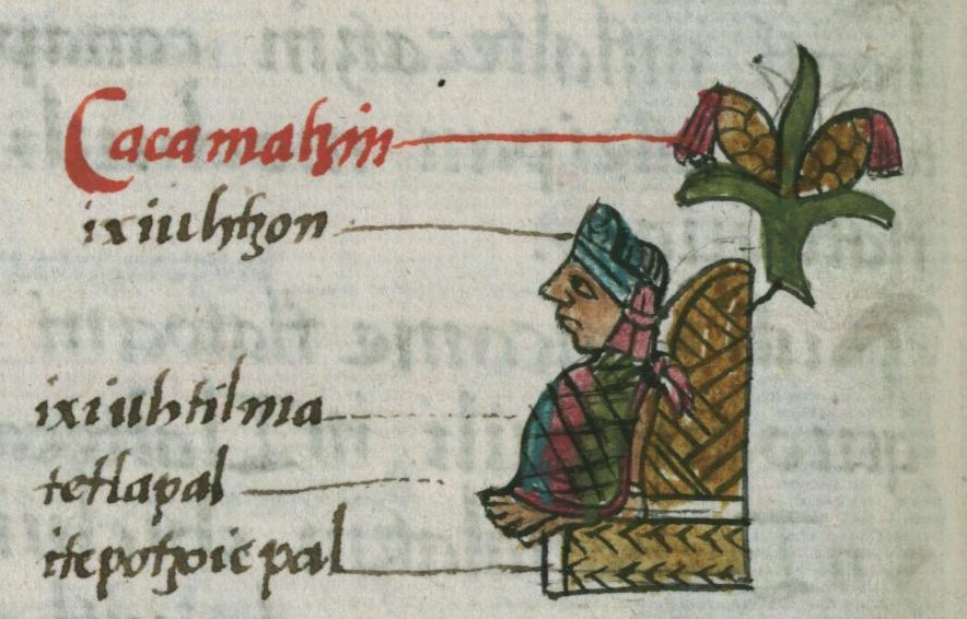 Matritense R I 52v, Cacamatzin