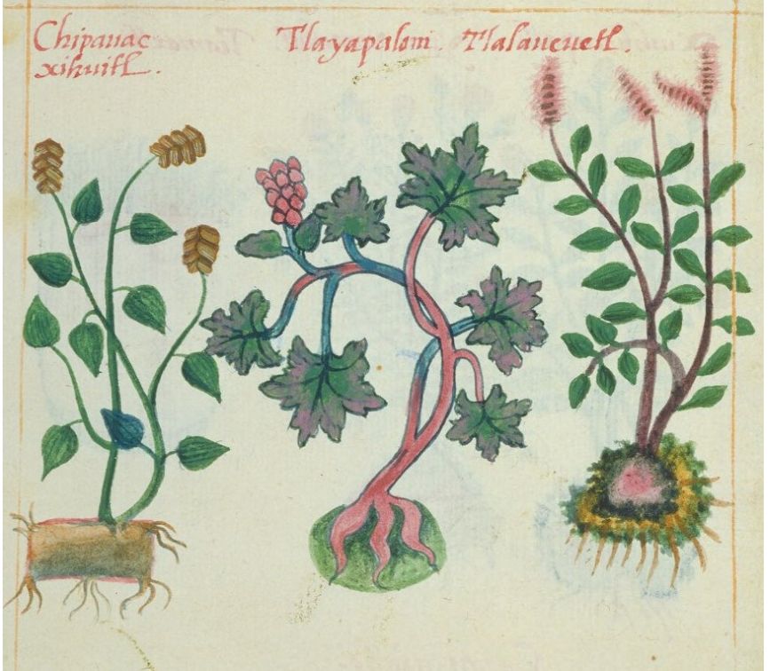 Cruz-B... I 7v, chipahuac xihuitl, tlayapaloni, tlalahuehuetl