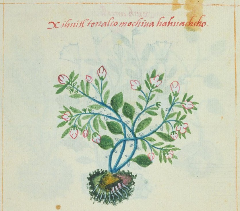 Cruz-B... I 9v, xihuitl tonalco mochihua ahuachyo