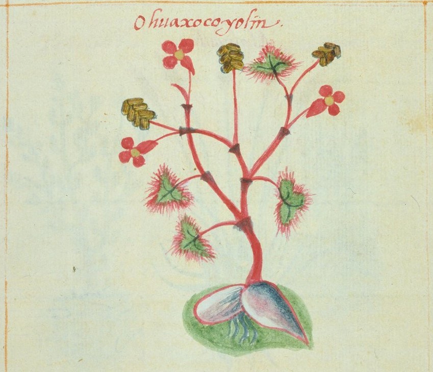 Cruz-B... II 12r, ohuaxocoyolin