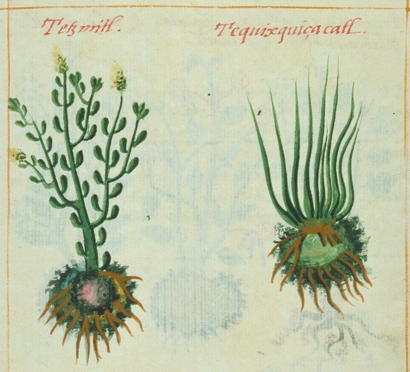 Cruz-B... II 13r, tetzmitl, tequizquizacatl