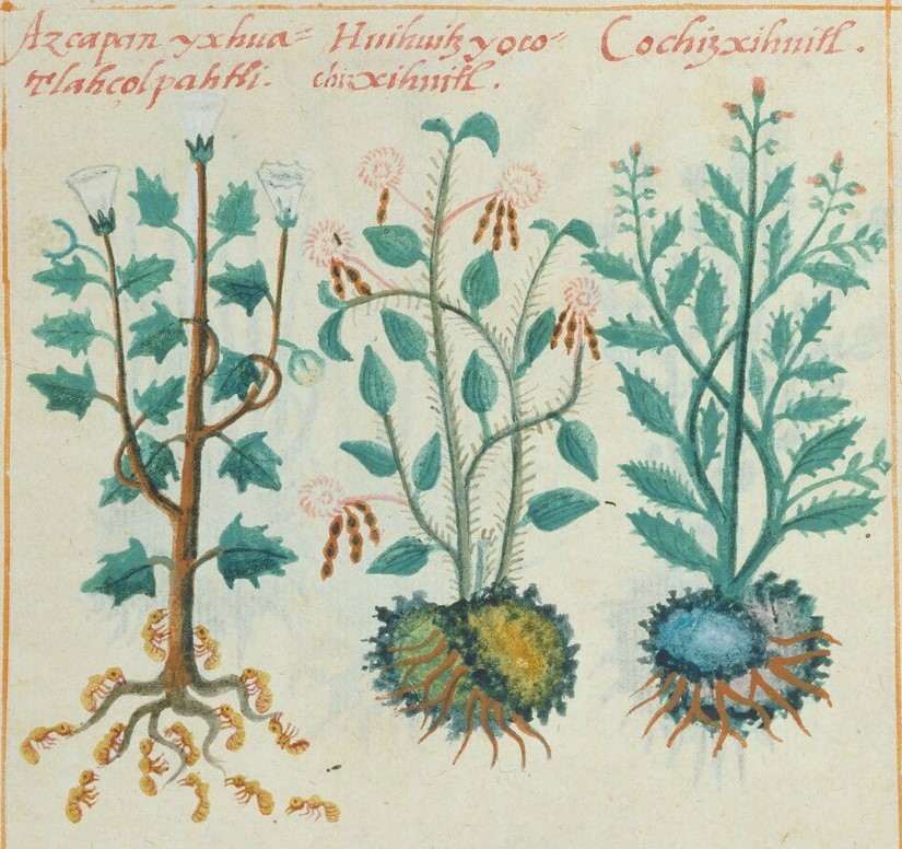 Cruz-B... II 13v, azcapan ixhua tlazolpatli, huihuitzyo cochizxihuitl, cochizxihuitl
