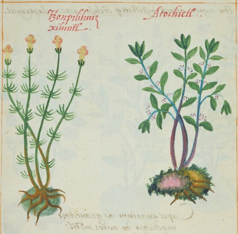 Cruz-B... IV 15v, tzonpilihuizxihuitl, atochietl