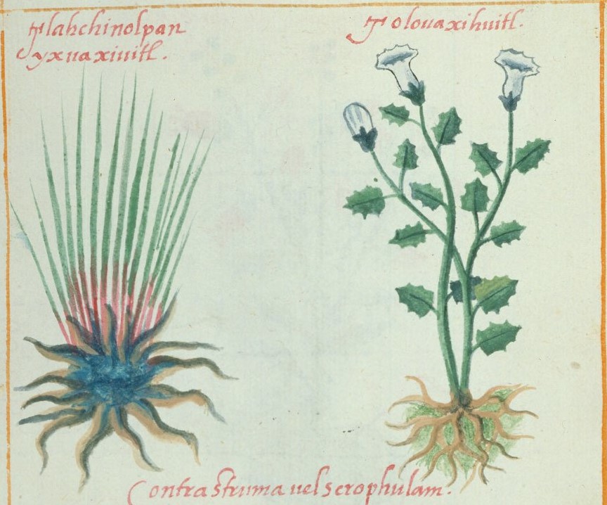 Cruz-B... VI 25r, tlachinolpan ixhua xihuitl, tolohuaxihuitl