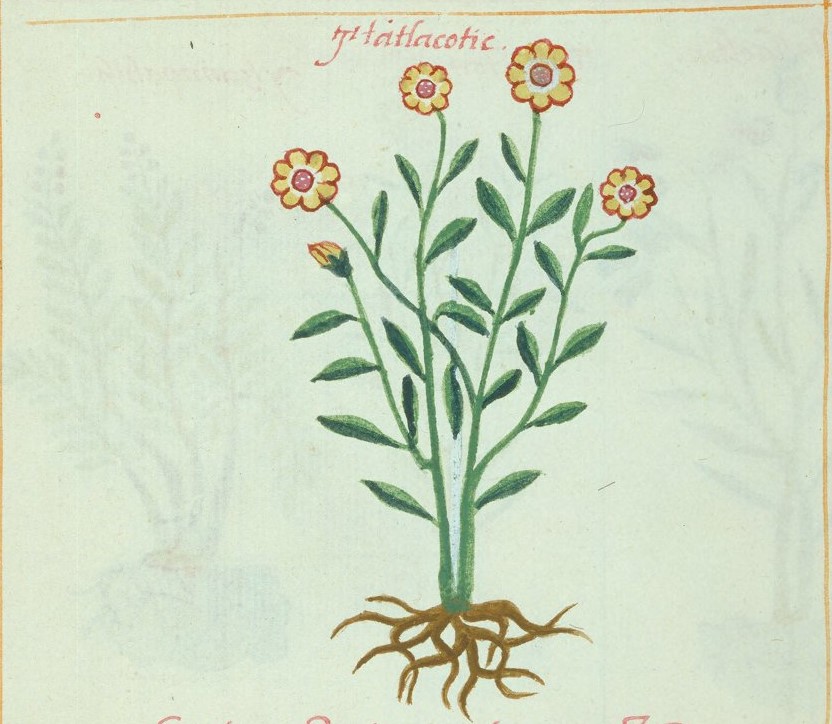 Cruz-B... VII 27r, tlatlacotic
