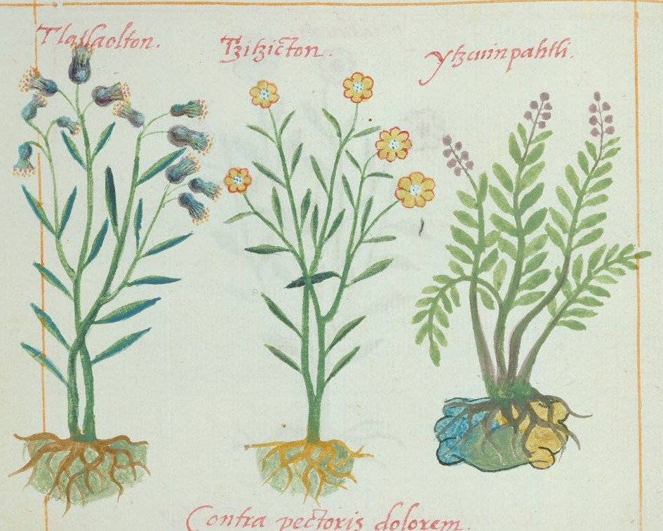 Cruz-B... VII 27v, tlatlaolton, tzitzicton, itzcuinpatli