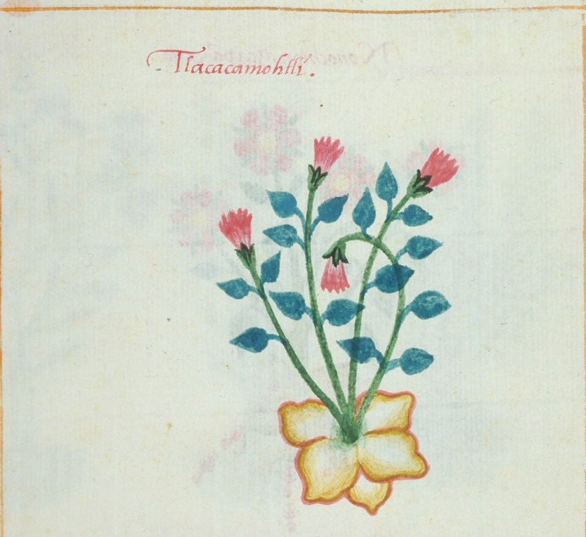 Cruz-B... VII 28v, tlacacamotli