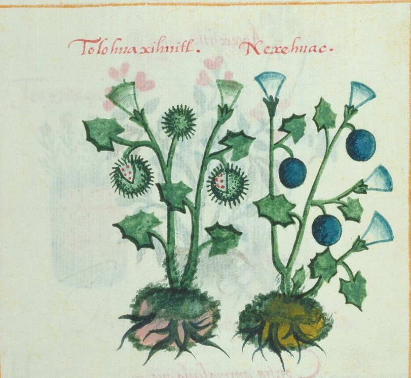 Cruz-B... VII 29r, tolohuaxihuitl, nexehuac