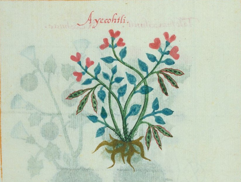 Cruz-B... VII 29v, Ayecotli