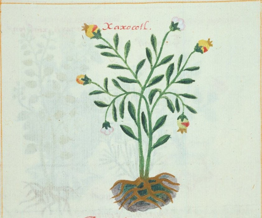 Cruz-B... VII 31r, xaxocotl