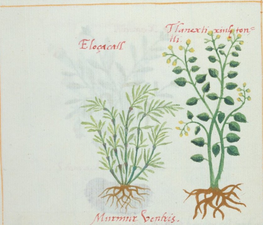 Cruz-B... VII 31v, elozacatl, tlanextia xiuhtontli