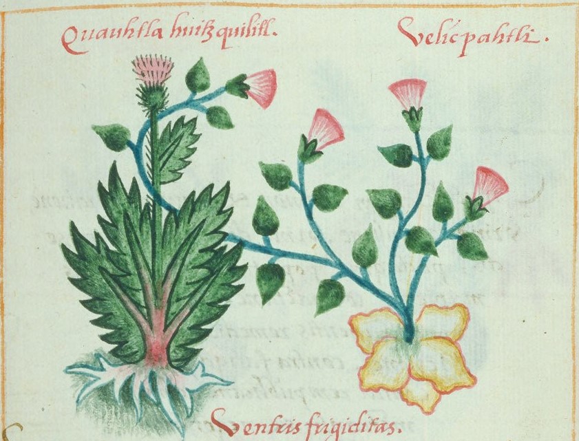 Cruz-B... VII 32r, cuauhtlahuitzquilitl, huelicpatli