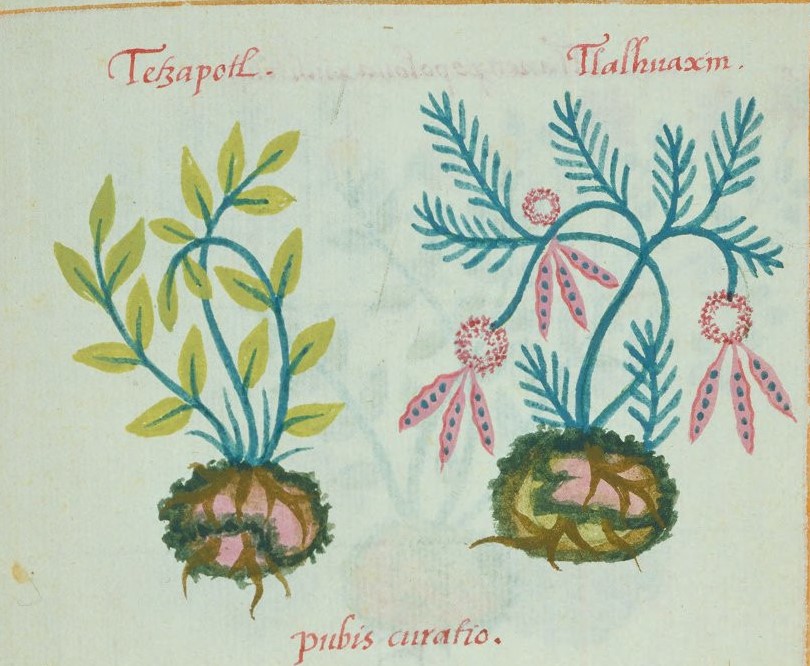 Cruz-B... VIII 33r, tetzapotl, tlalhuaxin
