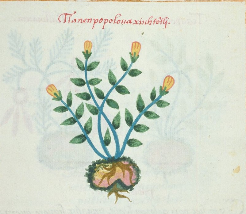 Cruz-B... VIII 33v, tlanenpopolohua xiuhtontli