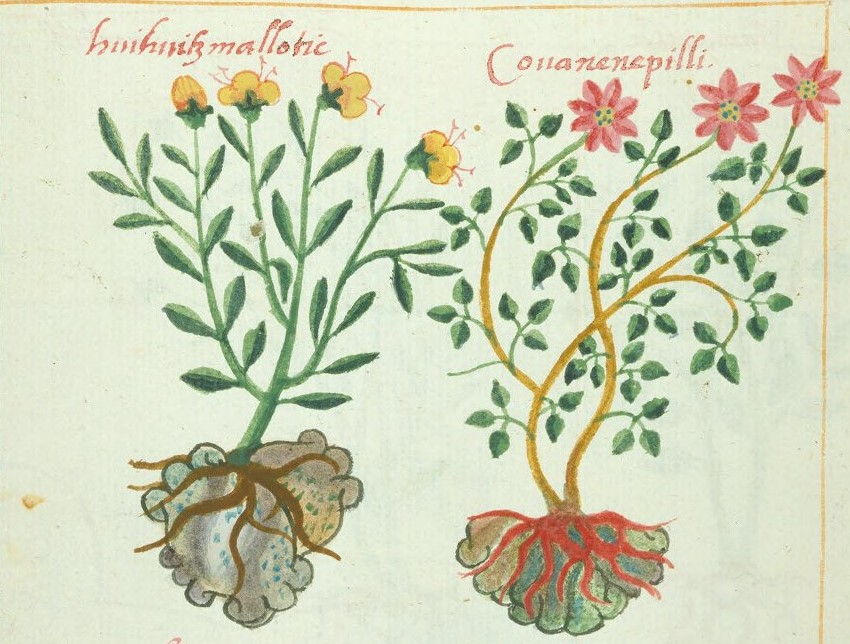 Cruz-B... VIII 34r, huihuitzmallotic, cohuanenepilli