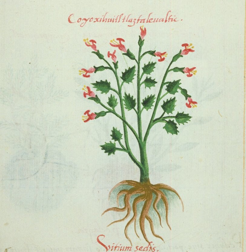 Cruz-B... VIII 35r, coyoxihuitl tlaztalehualtic