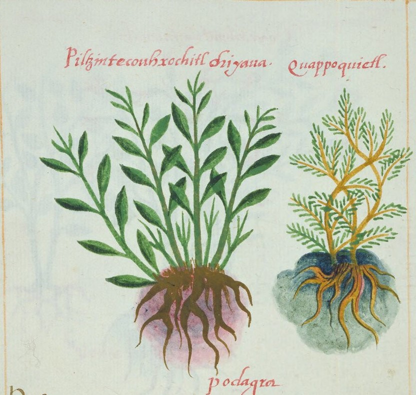Cruz-B... VIII 35v, piltzintecouhxochitl chiyahua, cuappoquietl