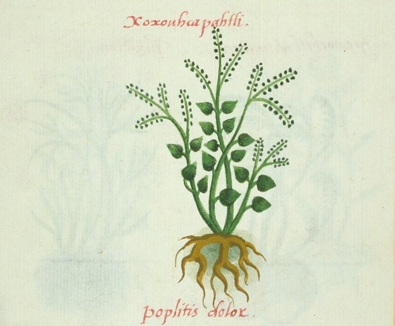 Cruz-B... VIII 36r, xoxouhcapatli