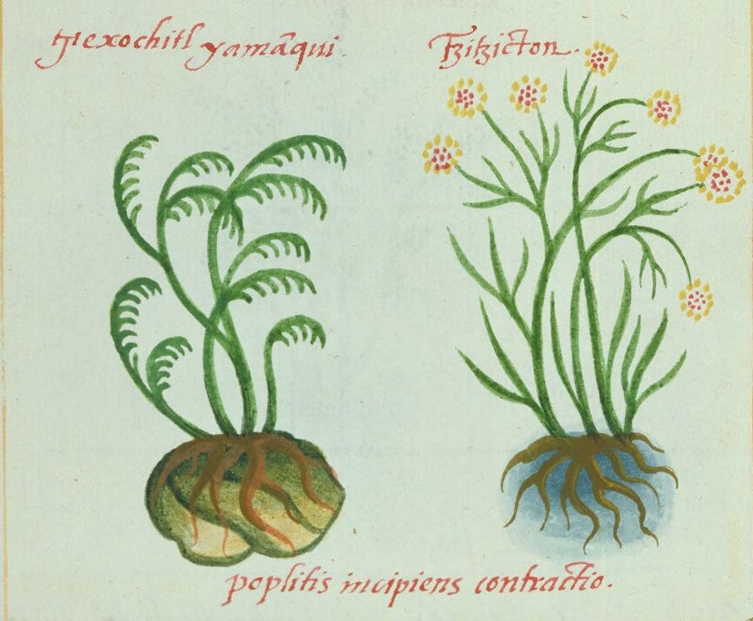 Cruz-B... VIII 36v, texochitl yamanqui, tzitzicton