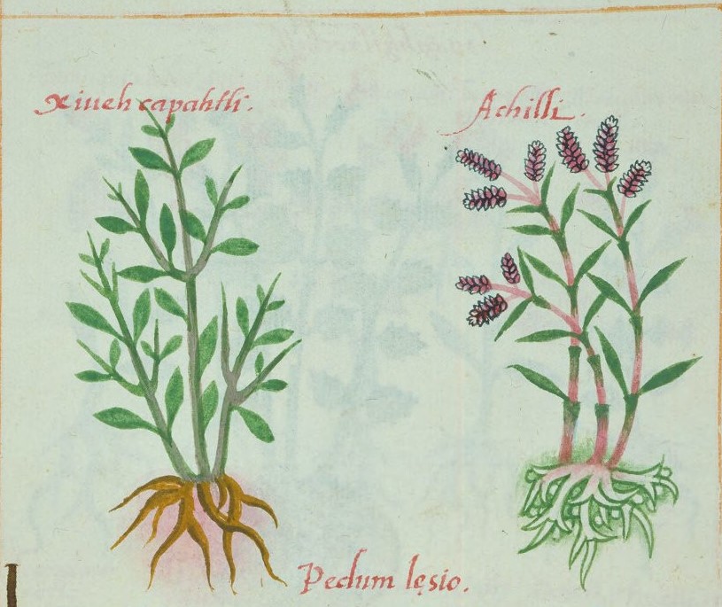 Cruz-B... VIII 37r, xiuhehecapatli, achilli