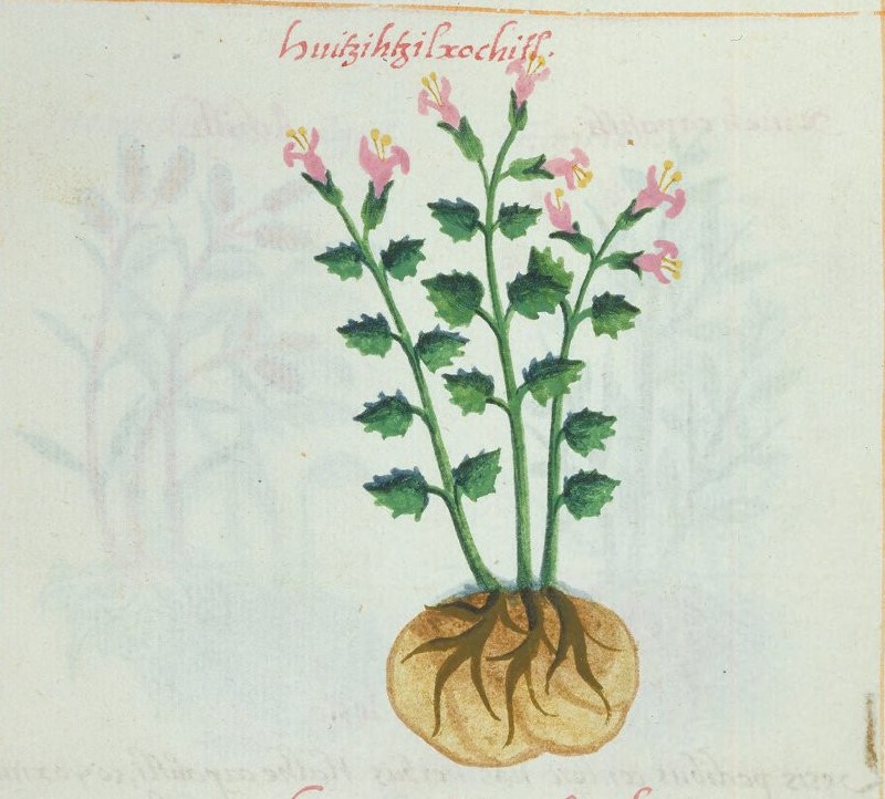 Cruz-B... VIII 37v, huitzitzilxochitl