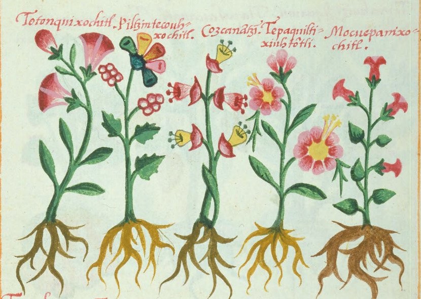 Cruz-B... VIII 38r, totonqui xochitl, piltzintecouhxochitl, cozcanantzin, tepaquiltixiuhtontli, mocuepani xochitl