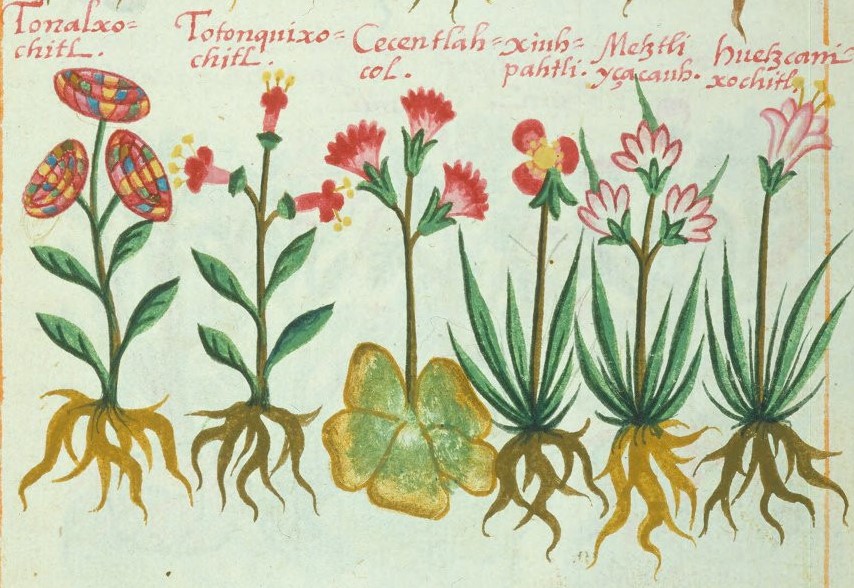 Cruz-B... VIII 38r, tonalxochitl, totonqui xochitl, cecentlacotl, xiuhpatli, metztli izacauh, huetzcani xochitl