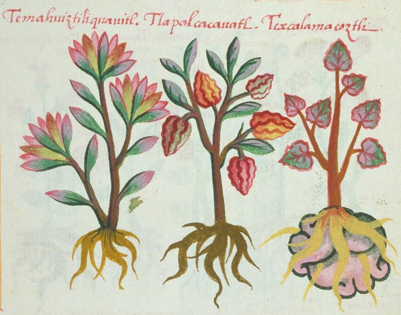 Cruz-B... VIII 38v, temahuiztli cuahuitl, tlapalcacahuatl, texcalamacoztli